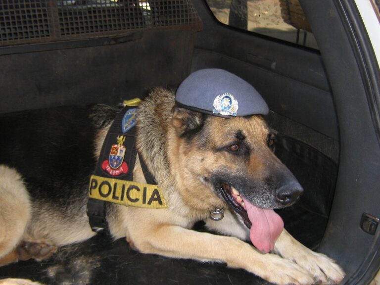 Cães Policiais ganham memorial no Pet Paz, jantares, eventos e mais