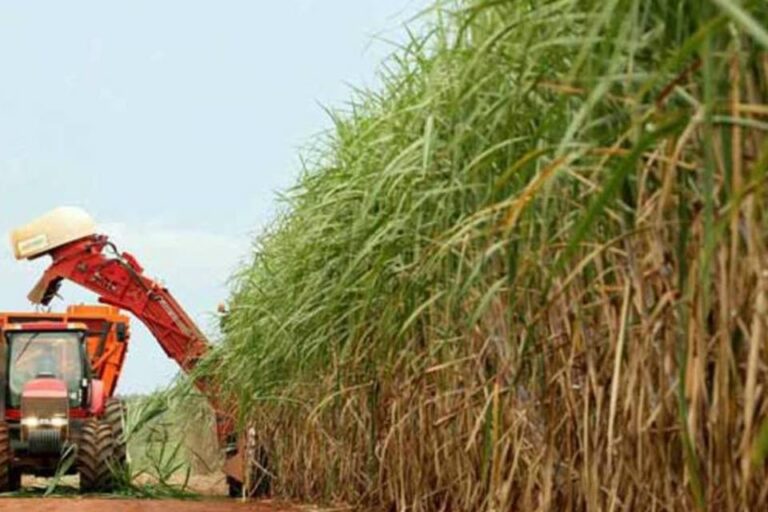 Tereos, fabricante do açúcar Guarani faz ” Feirão de Empregos” com 700 vagas