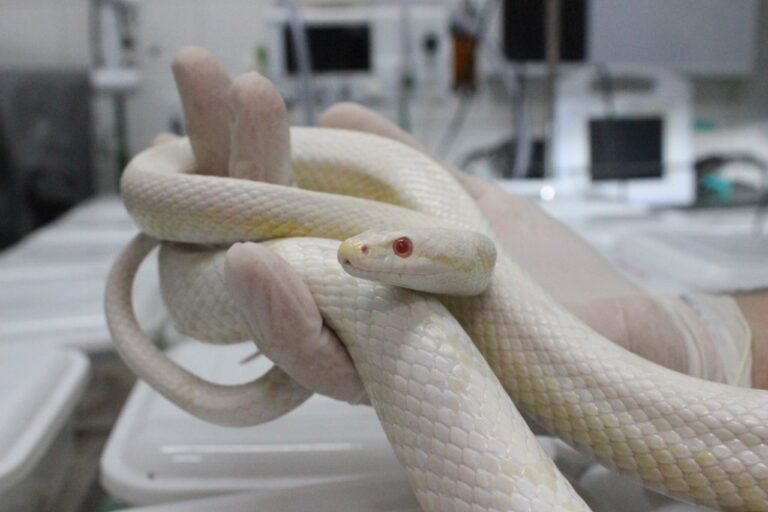 Zoológico recebe 41 corn snakes apreendidas pela Polícia Ambiental