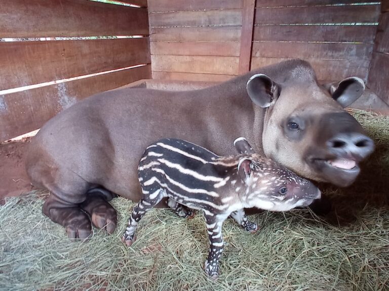 Zoológico registra nascimento de filhote de anta macho