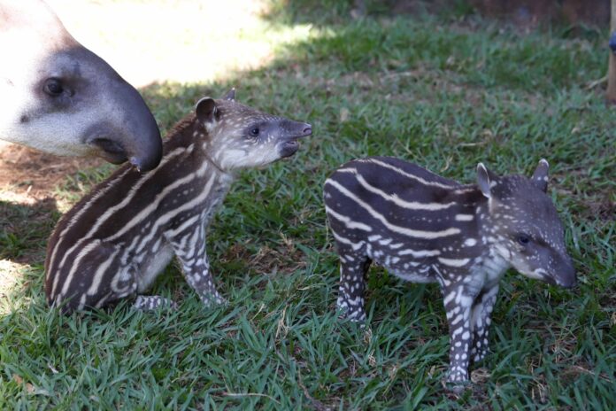 Zoológico de Rio Preto registra raro nascimento de antas gêmeas