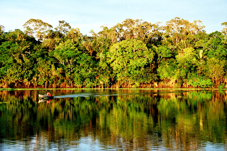 Preservação da floresta Amazônica é pauta de evento on-line