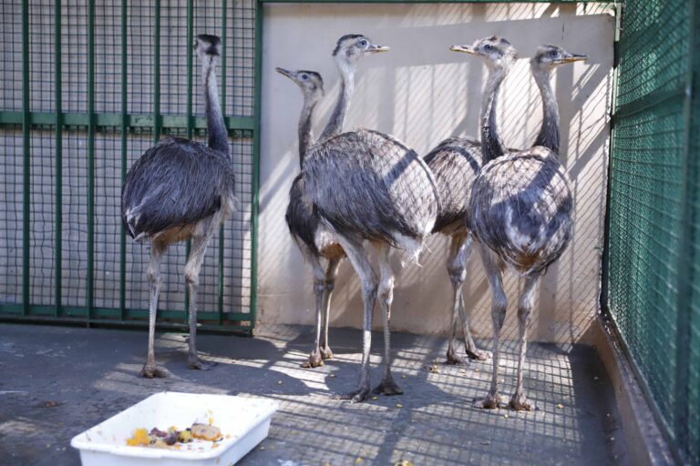 Zoológico de Rio Preto envia oito filhotes para Zoo de Gramado