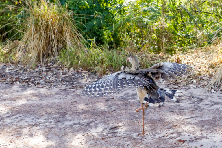 Zoo: Animais com trauma voltam a andar e são devolvidos à natureza