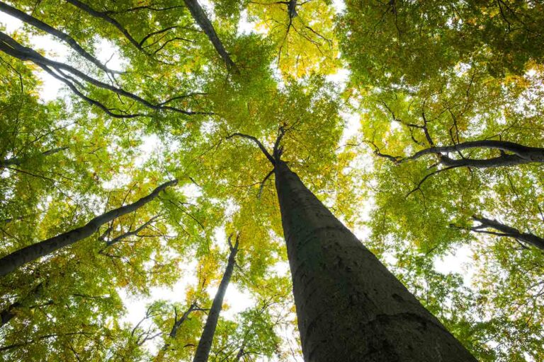 Grupo da construção civil promove atividades de conscientização ambiental