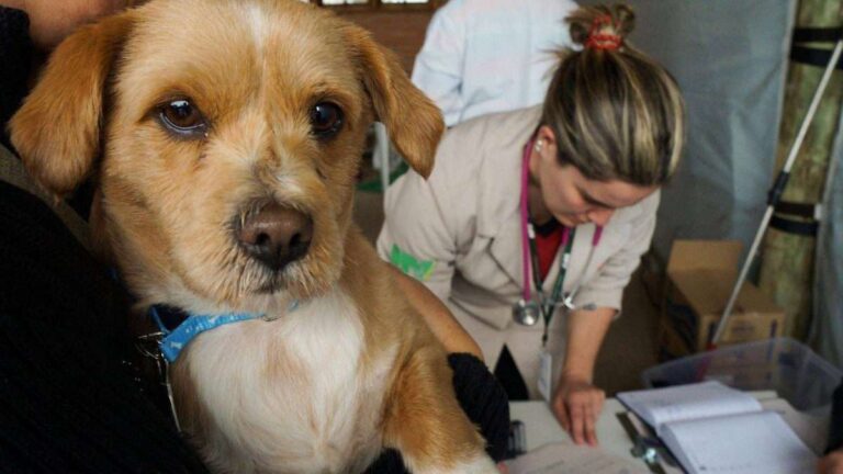 Diretoria do Bem-Estar Animal abre cadastro para Castração em massa