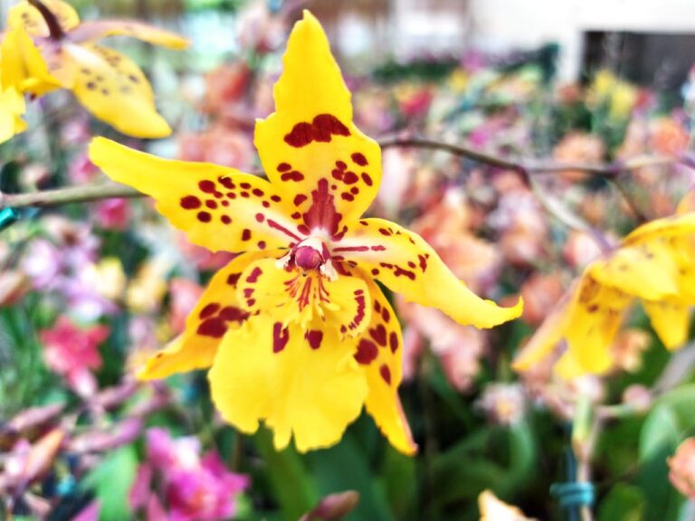 Orquidário faz 21 anos e comemora com Feira