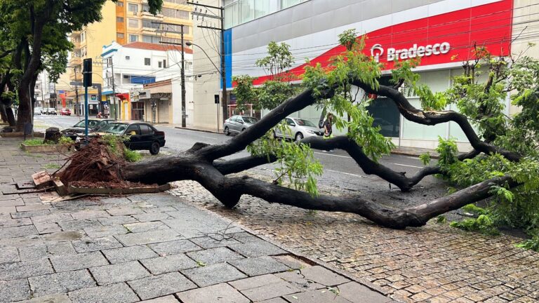 Rio Preto – Serviços Gerais, Trânsito e Emurb trabalham na limpeza das ruas