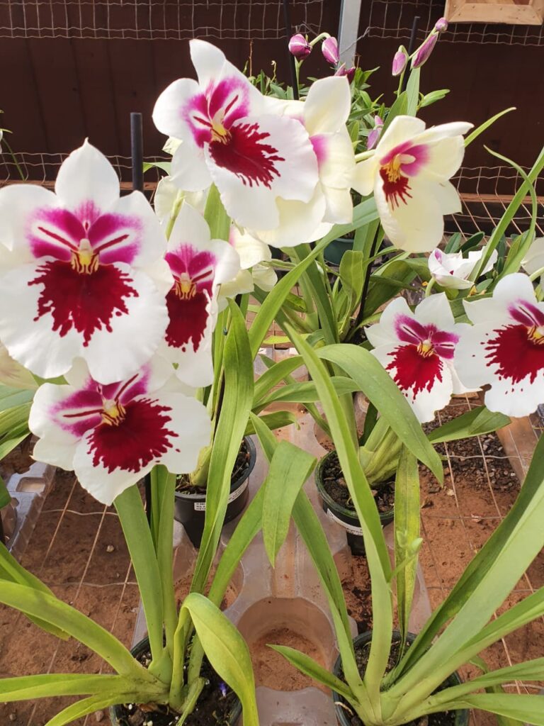 Ceagesp realiza Semana da Mulher com Feira de Flores, Artesanatos e Sabores