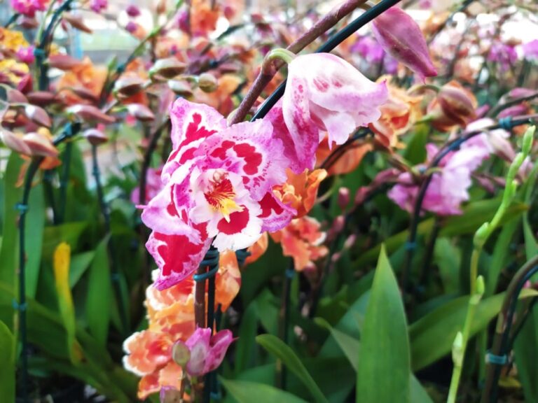 Orquidário Rio Preto realiza festival de orquídeas solidário