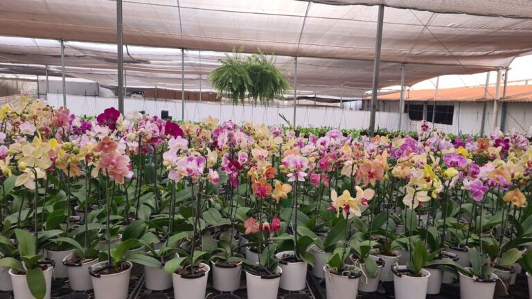 Fim de semana tem Festival Outono de Orquídeas no Orquidário Rio Preto