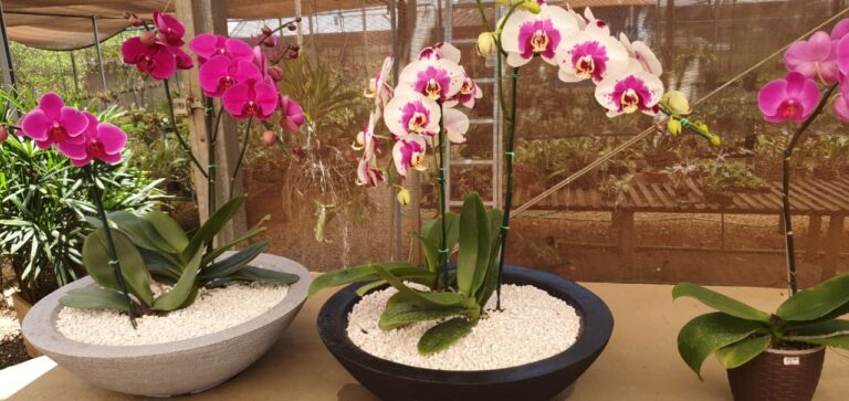 Festival de Orquídeas acontece nos dia 10 e 11, no Orquidário Rio Preto