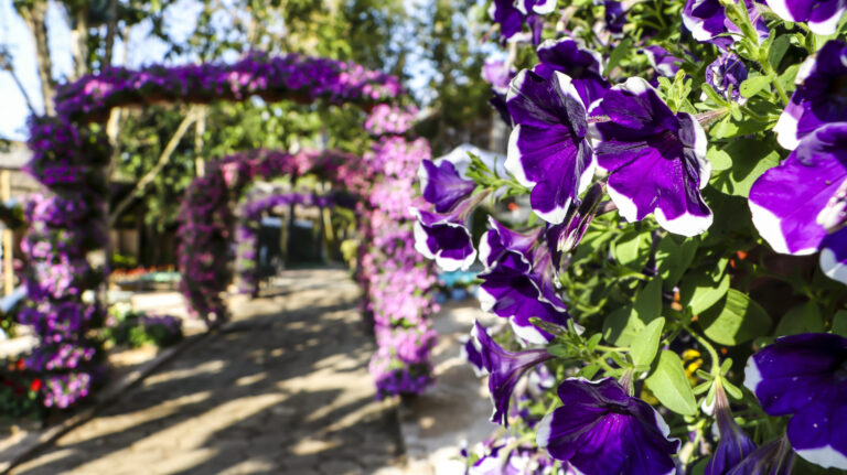 Primeiro lote de ingressos promocionais para a Expoflora termina no dia 24 de junho