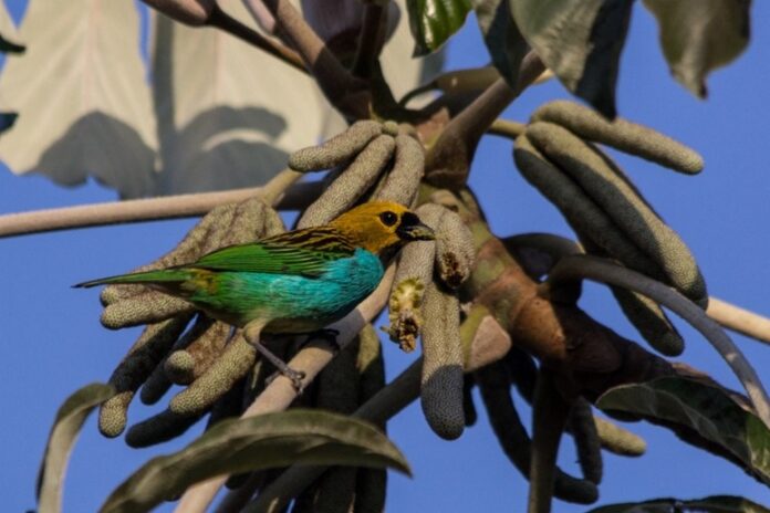 Saíra-douradinha é uma das espécies que podem ser encontradas em Monte Verde Foto: André Menini
