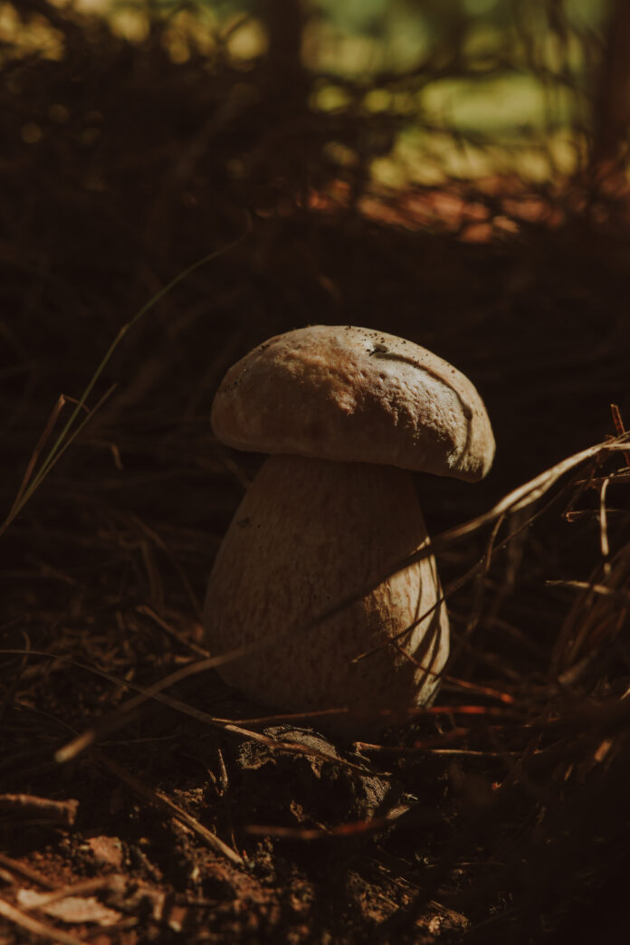 O Despertar dos cogumelos no Parador