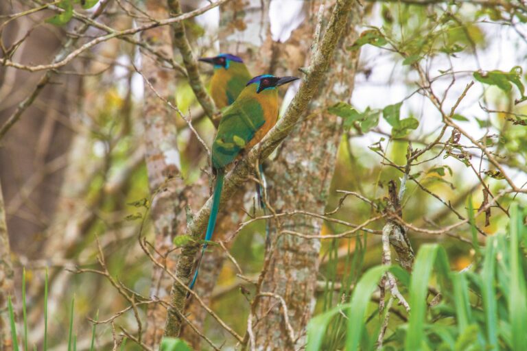Birdwatching em Bonito, Mato Grosso do Sul