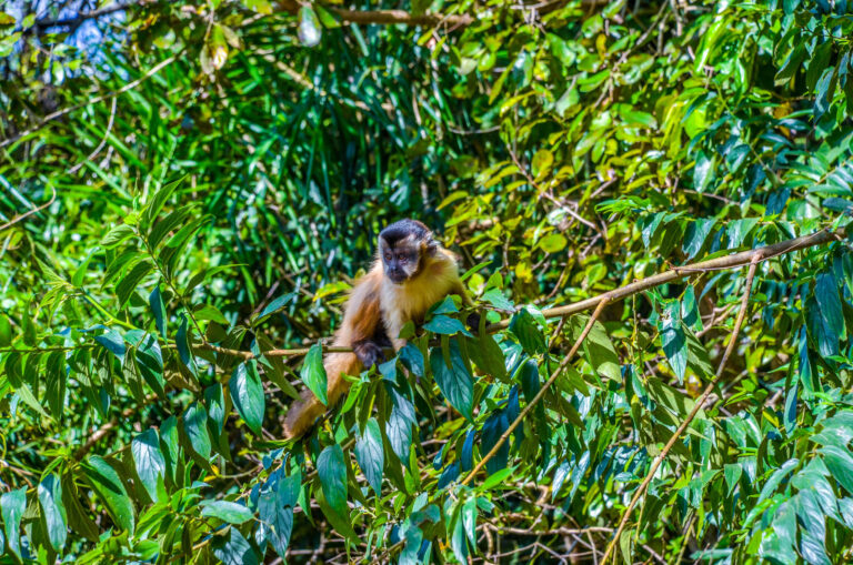 Nascente Azul é habitat de animais silvestres do Cerrado