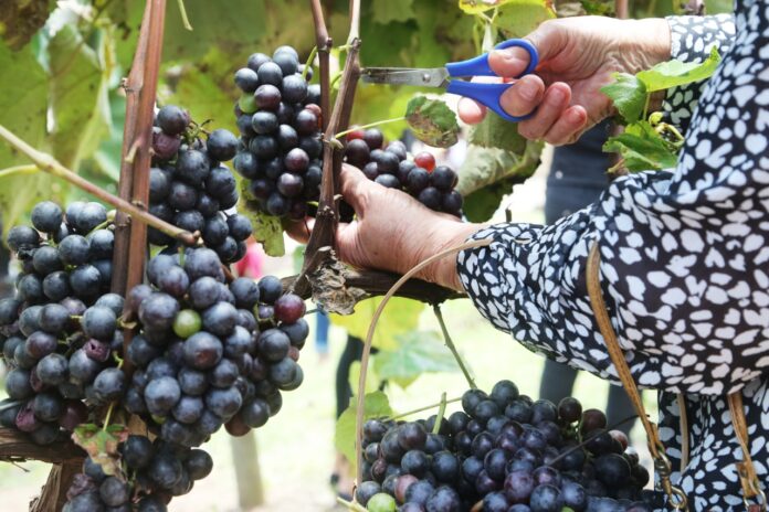 Pisa da Uva na Quinta do Olivardo celebra a tradição portuguesa