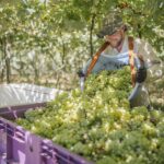 Recebimento de uvas na Cooperativa Vinícola Garibaldi já passou dos 14 milhões de quilos Crédito das fotos: Augusto Tomasi