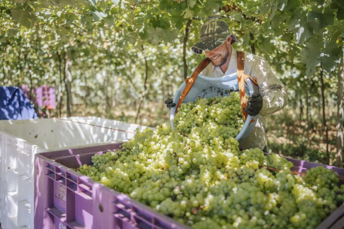 Recebimento de uvas na Cooperativa Vinícola Garibaldi já passou dos 14 milhões de quilos Crédito das fotos: Augusto Tomasi