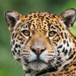 HOTEL DAS CATARATAS CELEBRA CONQUISTA DO PROJETO ONÇAS DO IGUAÇU NO "OSCAR VERDE" DA CONSERVAÇÃO