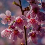 Cerejeiras em Flor: festa e tradição em Campos do Jordão