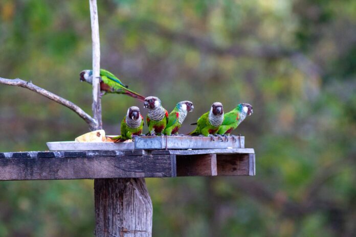 Periquito cara-suja volta ao Ceará
