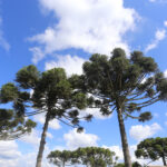 Primavera muda a experiência nos hotéis-fazenda da Serra Catarinense