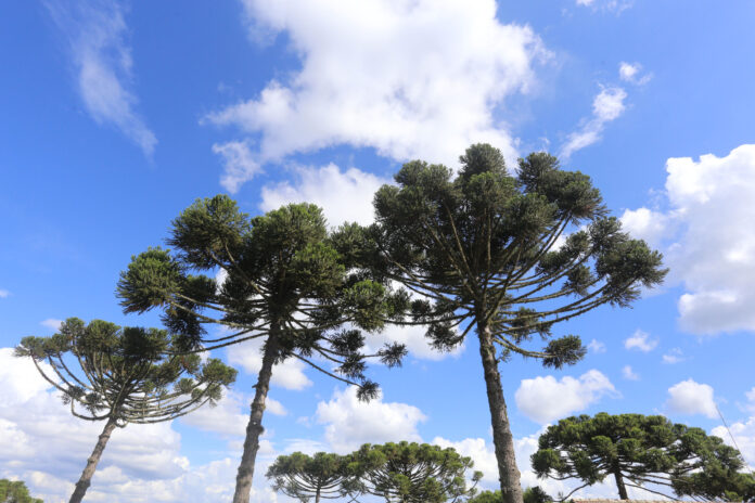 Primavera muda a experiência nos hotéis-fazenda da Serra Catarinense Primavera muda a experiência nos hotéis-fazenda da Serra Catarinense